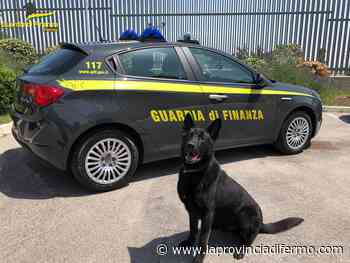 A Fermo la droga viaggia con ogni mezzo, biglietto d'auguri stupefacente via posta. Ma il naso di Fancy e Grant è micidiale - Laprovinciadifermo.com