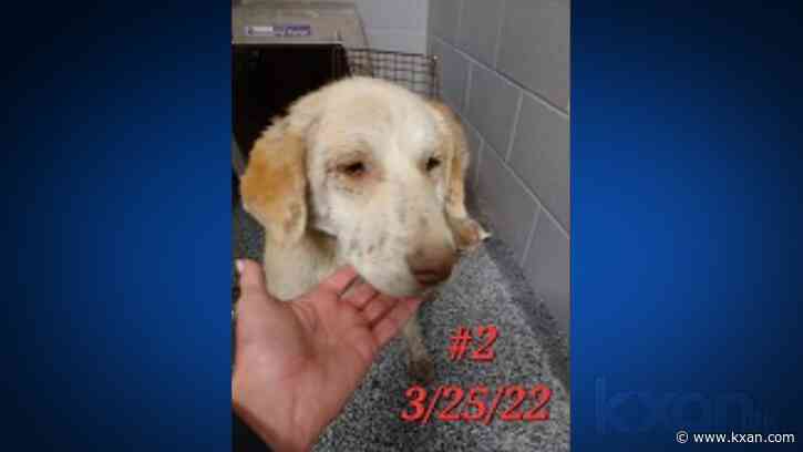 Lakeway police search for person who abused 4 golden retrievers
