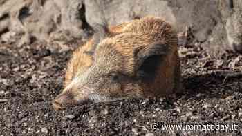 Peste suina, animalisti contro l'ordinanza: "Riapre la caccia e trasforma i cinghiali in salsicce"