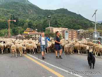 Migliaia di pecore a Lecco, si ripete la tradizione della transumanza - Lecco Notizie