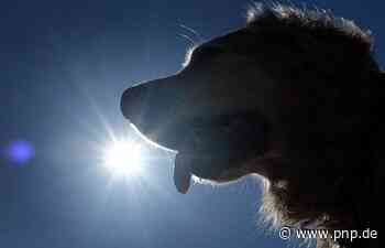 Hund in der Hitze im Auto eingesperrt - Anzeige - Passauer Neue Presse - PNP.de