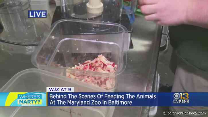 Where’s Marty? Seeing How All The Maryland Zoo’s Residents Are Fed