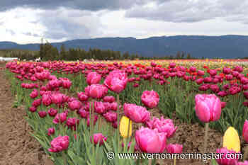 More time to enjoy Armstrong-Spallumcheen tulip festival – Vernon Morning Star - Vernon Morning Star