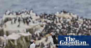 The annual Farne Islands puffin count returns – in pictures