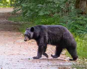 'Aggressive' black bear prompts warning in Port Hardy - Times Colonist