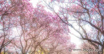 Magnolia Alley in Niagara is a breathtaking flower-lined trail not far from Toronto - blogTO