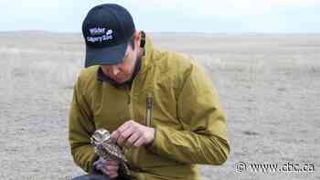 Burrowing owls released onto Alberta prairie as part of efforts to bolster endangered species