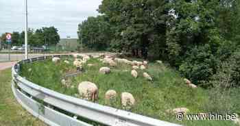 Schapen strijken weer neer in Kwaede Wielstraat - Het Laatste Nieuws