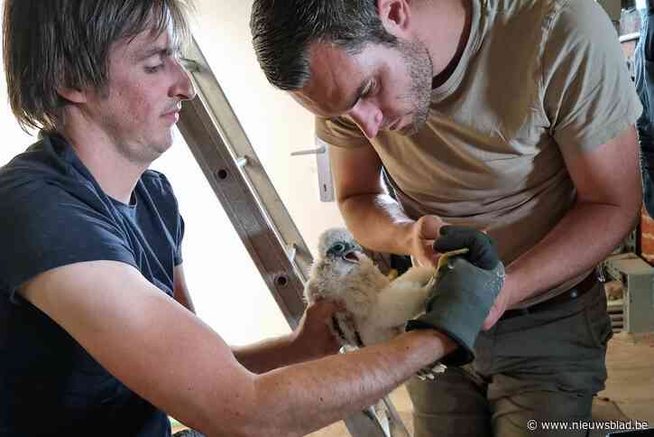 Jonge slechtvalken geringd in Sint-Trudotoren
