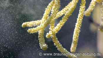 Pollenflug im Mastjahr: Allergikern drohen mehr Beschwerden