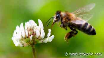 Honey DNA analysis enhances human understanding of bees and environment - TRT World