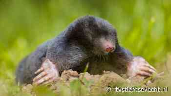 Maarssens Overleg Leefklimaat (MOL) stopt - RTV Stichtse Vecht