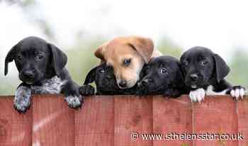 Number of dog thefts across Merseyside is revealed - St Helens Star