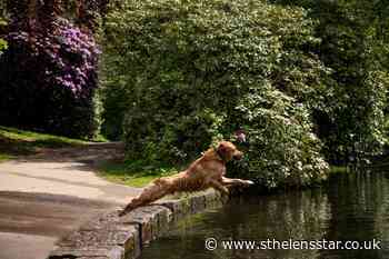 London dogs at greater risk of heatstroke, study suggests - St Helens Star