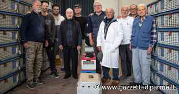 Colombofili e Arci Post: dove volano i colombi - Gazzetta di Parma