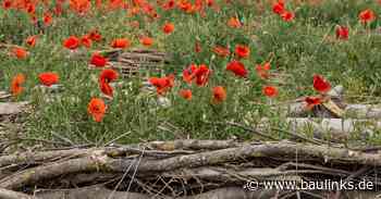 Haushaltsgesetz 2022: Umweltministerium soll mit 2,2 Mrd. Euro auskommen