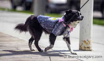 Photos: Calgary pooch parade brings '90s back to 17 Avenue SW - LiveWire Calgary