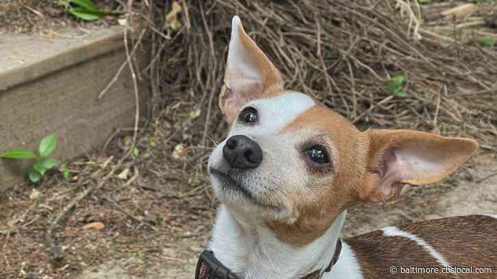 WJZ’s Furever Friend: Cheyenne