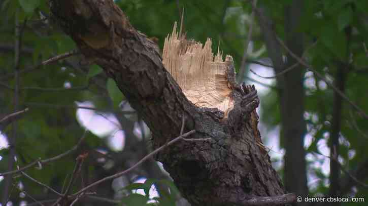 Clean Up Continues After Late May Snowstorm