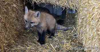 Alberta confirms 5 cases of avian flu spreading to mammals
