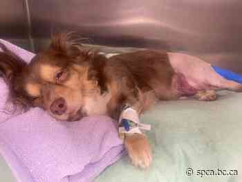 Dog hit by car in Langley needs your help - BC SPCA
