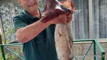 Albenga, pescato maxi totano da 12 chili - La Stampa