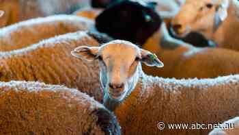 What will happen to the $136 million live sheep industry now Labor has won?