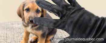 Attaque: un enfant gravement blessé par un chien
