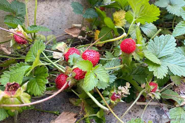 What’s the Difference Between Mock Strawberry and Wild Strawberry Plants?