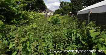 The hotspots for invasive Japanese knotweed in Coventry and Warks - Coventry Live