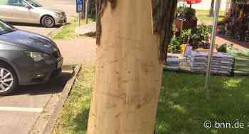 Rinde abgeschält: Baum in Gernsbach wird Opfer von Vandalismus - BNN - Badische Neueste Nachrichten