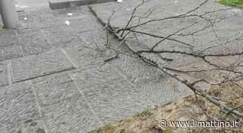 Alba di violenza a piazza Garibaldi, extracomunitario distrugge alberi e lancia bottiglie contro i passanti - ilmattino.it
