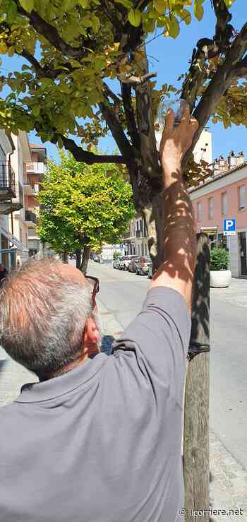 Alba affida a 5.600 coccinelle la difesa biologica integrata di alberi e piante - Il Corriere di Alba, Bra, Langhe e Roero