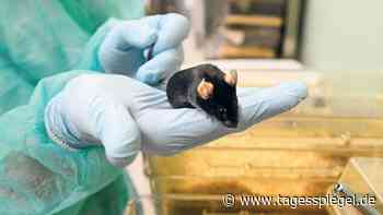 Viele Anträge auf Tierversuche werden in Berlin nicht fristgerecht genehmigt - Tagesspiegel