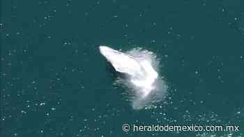 ¡Hermoso espectáculo natural! Ballena jorobada es captada en pleno centro de Manzanillo | VIDEO - El Heraldo de México