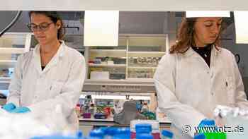 Forscherteam aus Jena erfährt, wer in der Seegurke zu Hause ist