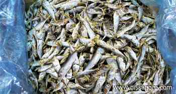 Prato: sequestrati 800 kg di pesce scaduto nascosti in un supermercato - dissapore