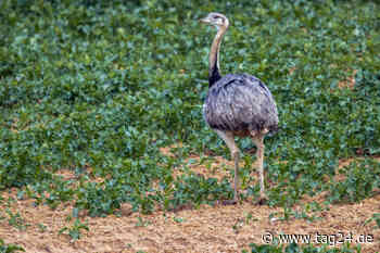 Ausgebüxter Laufvogel wird von Helfern gefangen und stirbt - TAG24