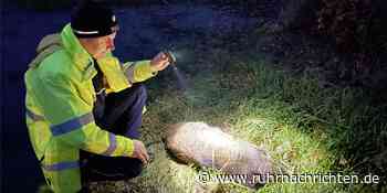 Wildunfälle im Kreis Coesfeld: Jeder dritte Unfall mit einem Tier - Ruhr Nachrichten