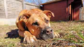 Tierheim Nürnberg mit emotionalem Aufruf auf Facebook: „Ich weine sehr viel“ - tz.de