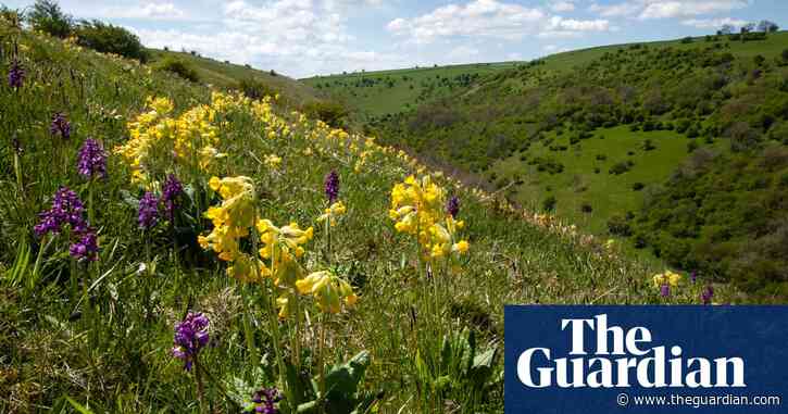 Follow the buzz: the best UK wildflower spectacles this summer