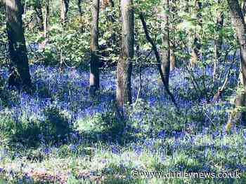 Enjoy a guided walk around Saltwells National Nature Reserve - Dudley News