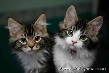 Pet insurers process record number of claims in 2021 - Dudley News