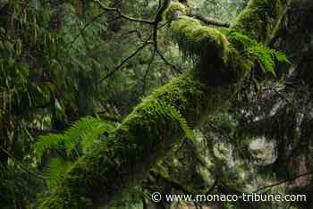 La Fondation Albert II de Monaco présente une nouvelle initiative contre la déforestation - Monaco Tribune