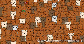 Trova le noci di cocco nascoste in questa immagine: puoi farlo in meno di un minuto? - Commenti Memorabili