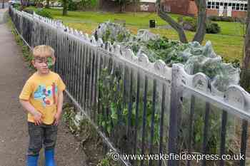 Thousands of caterpillars weave a web in Castleford - amazing photographs - Wakefield Express