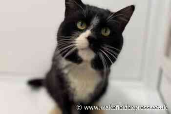 RSPCA: These adorable pets are all looking for forever homes - Wakefield Express