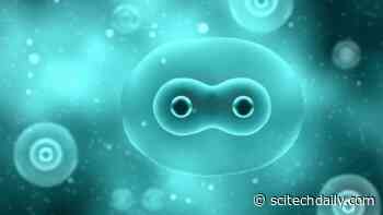 Cells Take Out the Trash Before They Divide To Give Their Offspring a Clean Slate