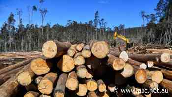 Timber industry in flood-ravaged NSW receives lifeline for wet winter