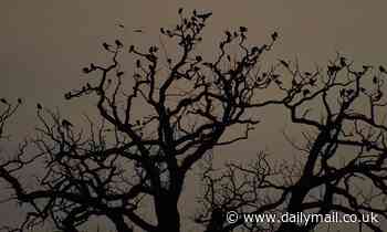 Jackdaws call to one another in the morning to reach a 'democratic consensus' about when to fly